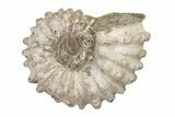 Bumpy Ammonite (Douvilleiceras) Fossil - Madagascar #205033-1